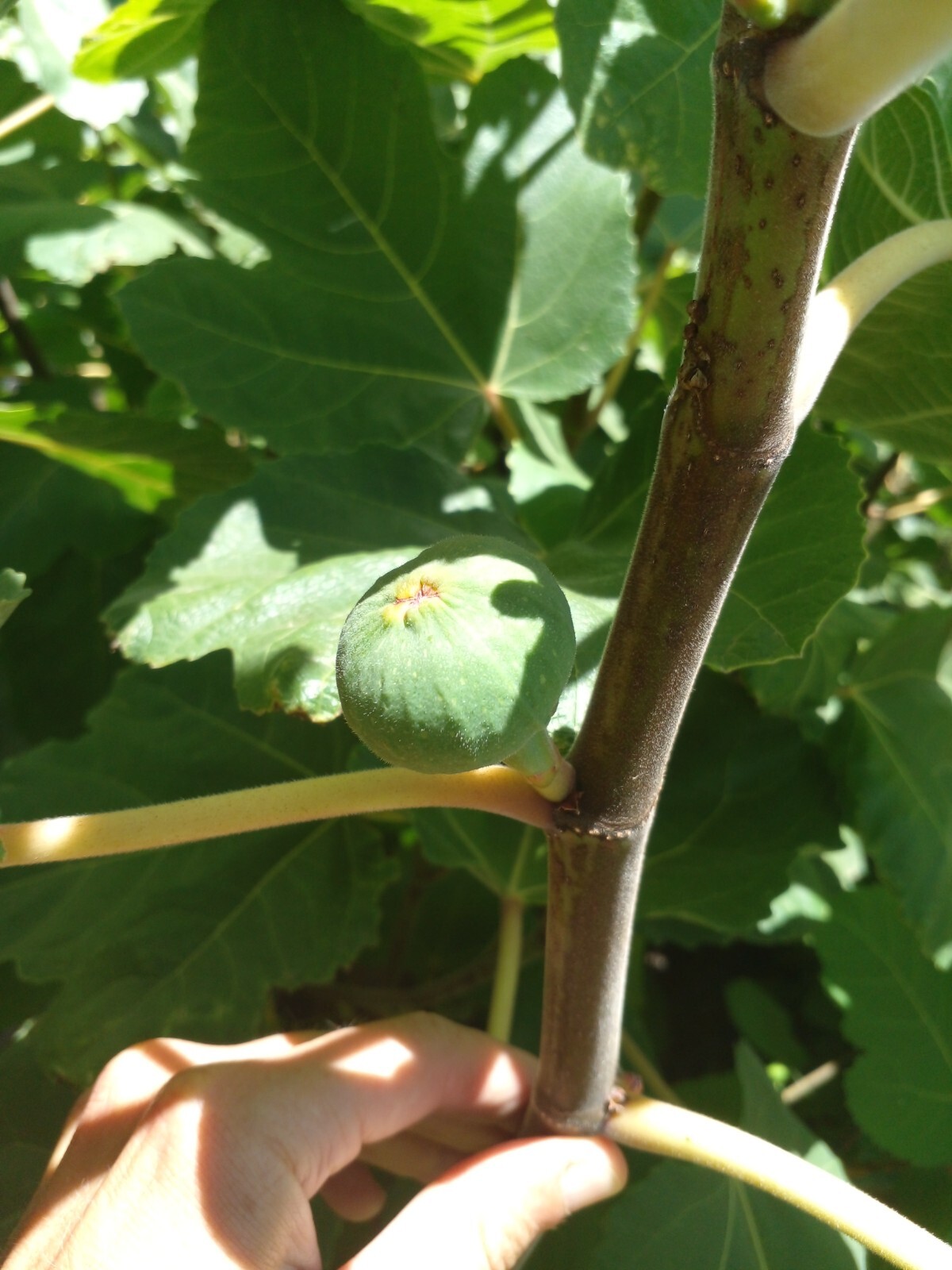 Cherry Cordial Fig Tree – 50 Seeds – Tasty Berry Figs – Easy To Grow From Seed