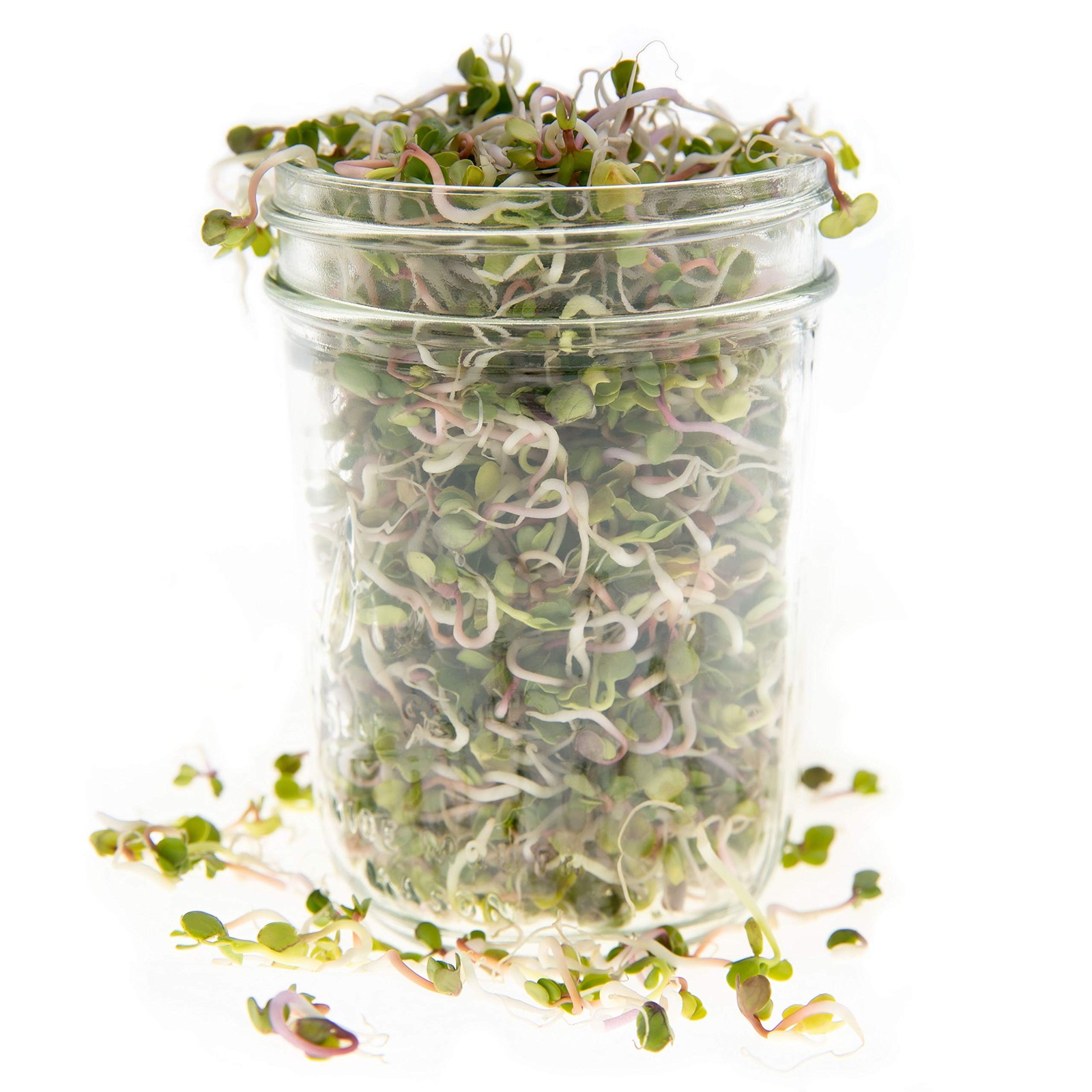 Rainbow Radish Sprouting Seed Mix | Heirloom Non-GMO Seeds Purple,Red,White