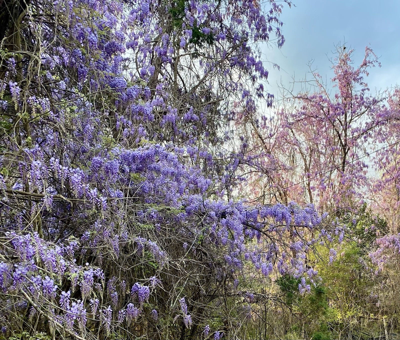 Chinese Wisteria 5 Seeds Perennial Blooming Climbing Vine Purple / Blue Flowers