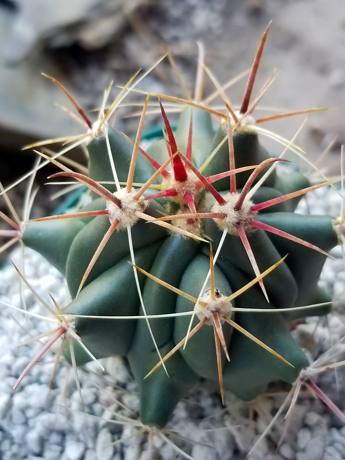 Ferrocactus Herrerae SW of Quiriego, Mexico – Super Attractive Barrel Cactus!
