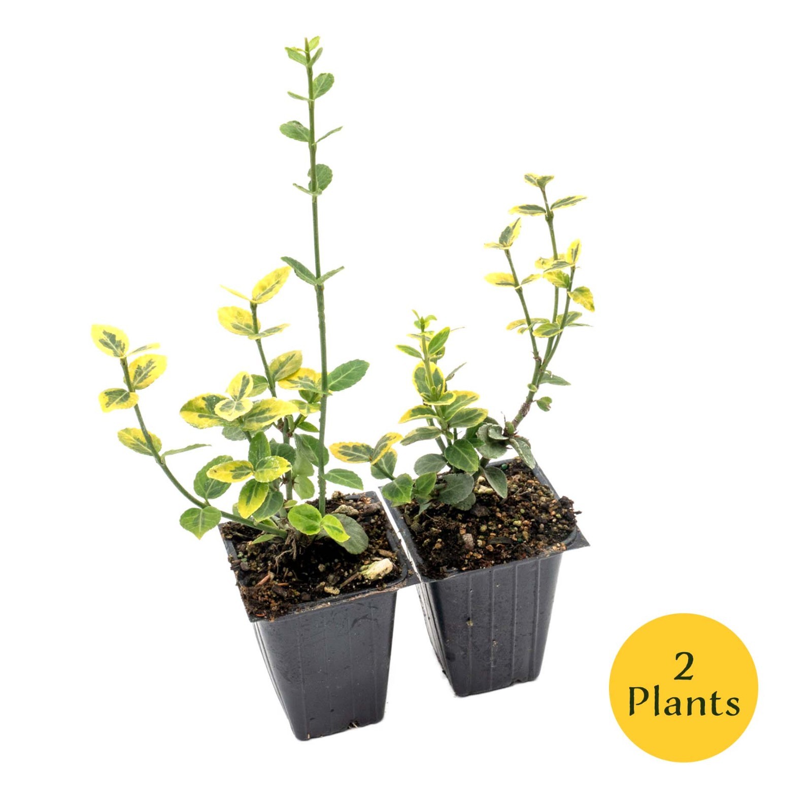 Green ‘n Gold Euonymus in 3.5” Nursery Cubes, Euonymus fortunei ‘Emerald ‘n Gold