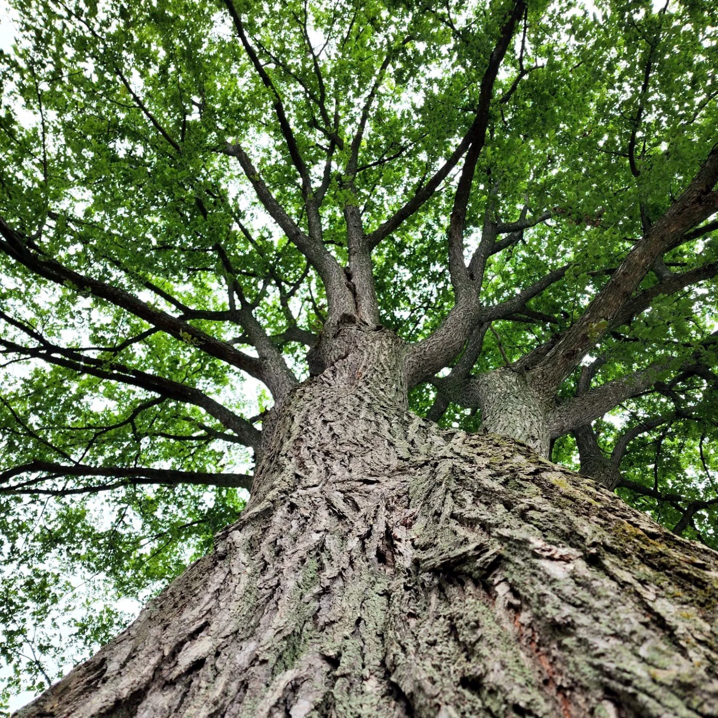 American White Elm Tree Seeds (Ulmus americana) Fast Growing Shade Tree, Hardy-2