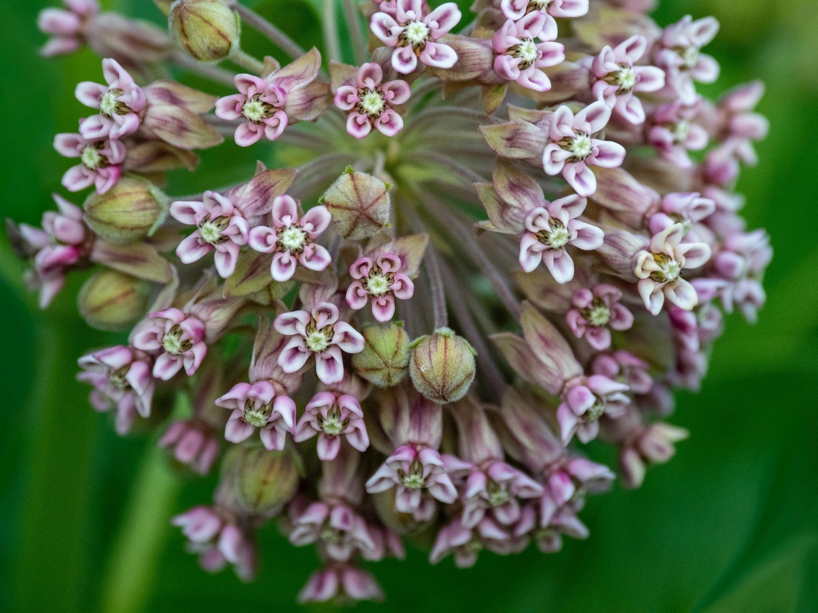 Common Milkweed – Asclepias syriaca