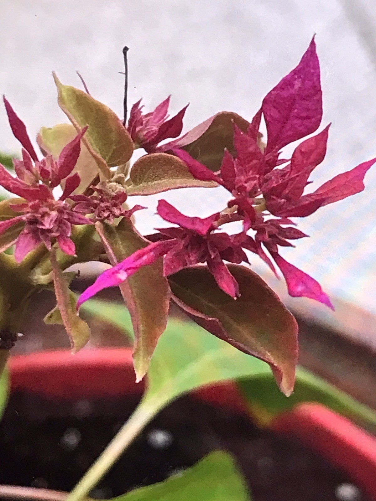 bougainvillea live plant Double Red