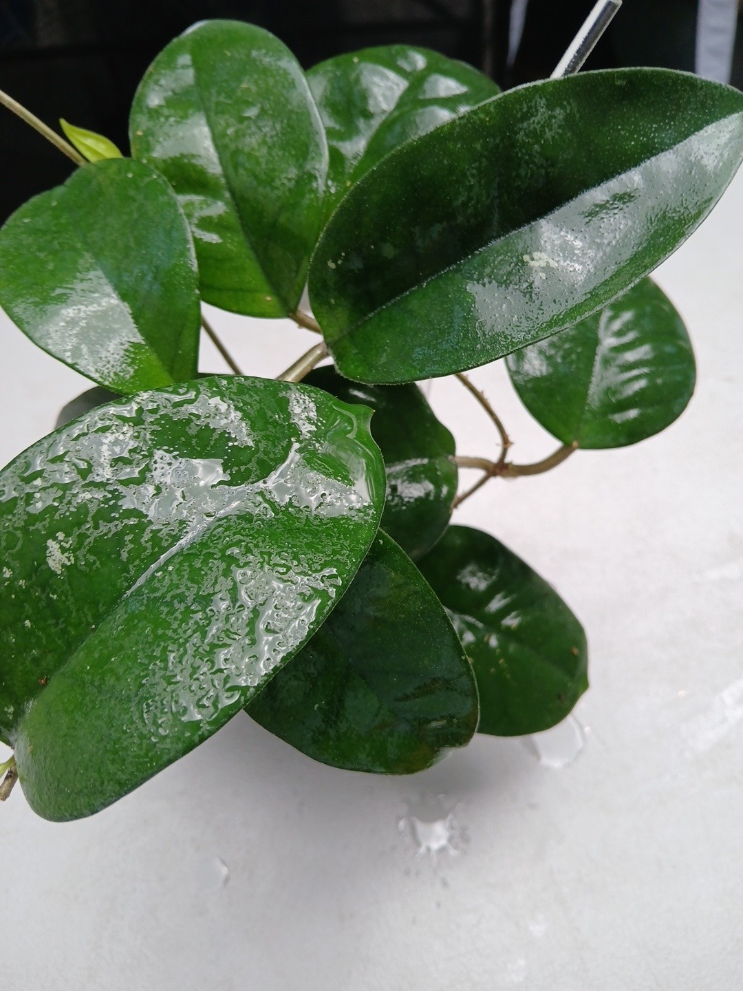 #379- HOYA FUNGI I LIVE PLANT, LARGE LEAF, LARGE PLANT,