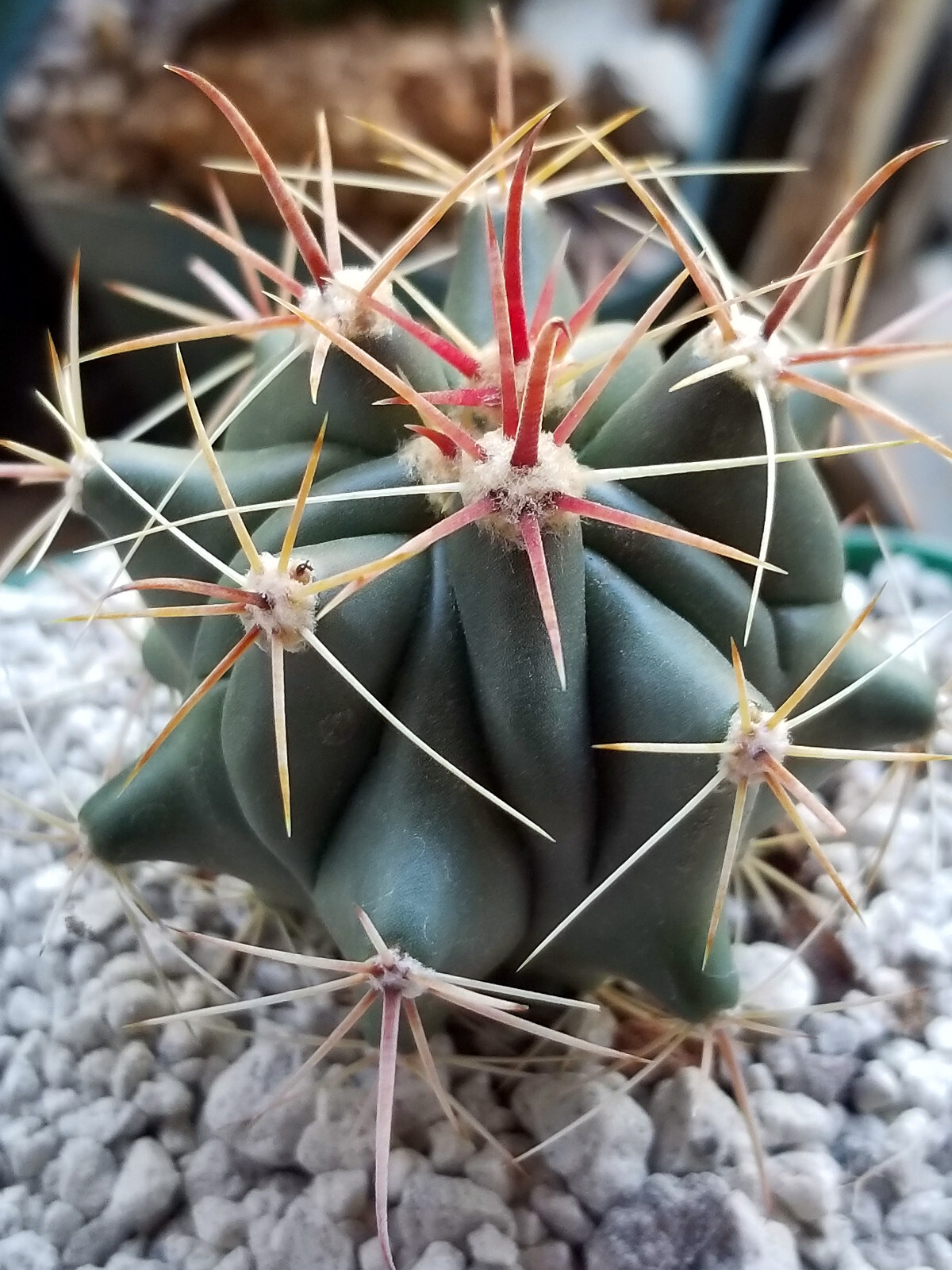 Ferrocactus Herrerae SW of Quiriego, Mexico – Super Attractive Barrel Cactus!