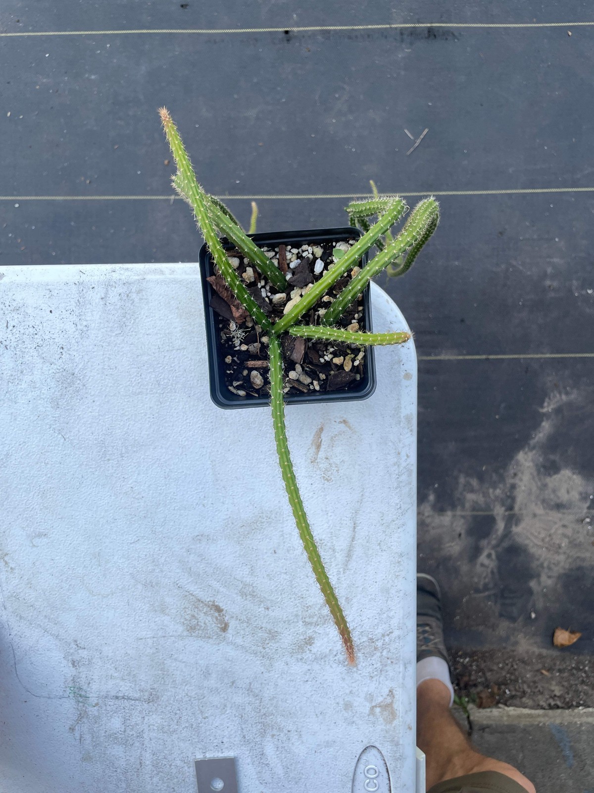 Rat Tail Cactus Ready For Hanging Basket 3.5″ Pot! Very Long Flowering Size!