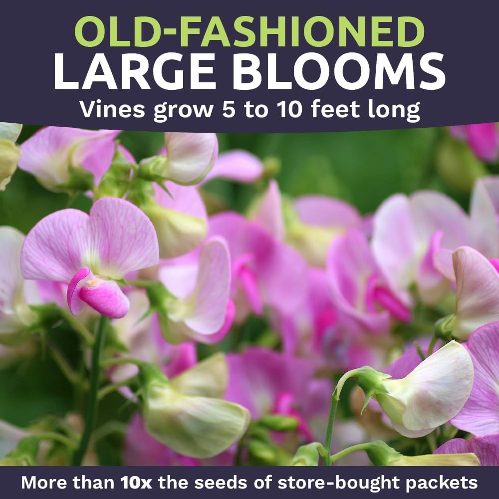 Sweet Pea Seeds Heirloom Mix – Bulk 1/4 Pound Bag – Over 1400 – Large Fragrant