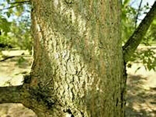 20 KOREAN ASH SEEDS – Fraxinus chinensis var. ‘Rhynochophyll’