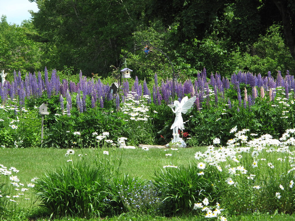 1/2 oz, 500+ seeds Russell Lupine Perennial Mixed Colors Lupinus Polyphyllus