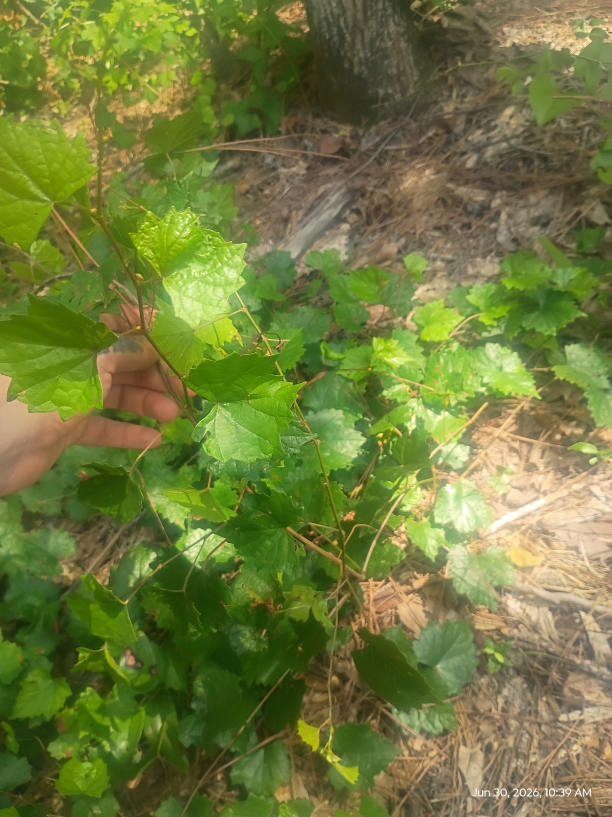 10 Pounds of Muscadine Vines Live Plants Grape Fruit Trellis Wine Garden Home