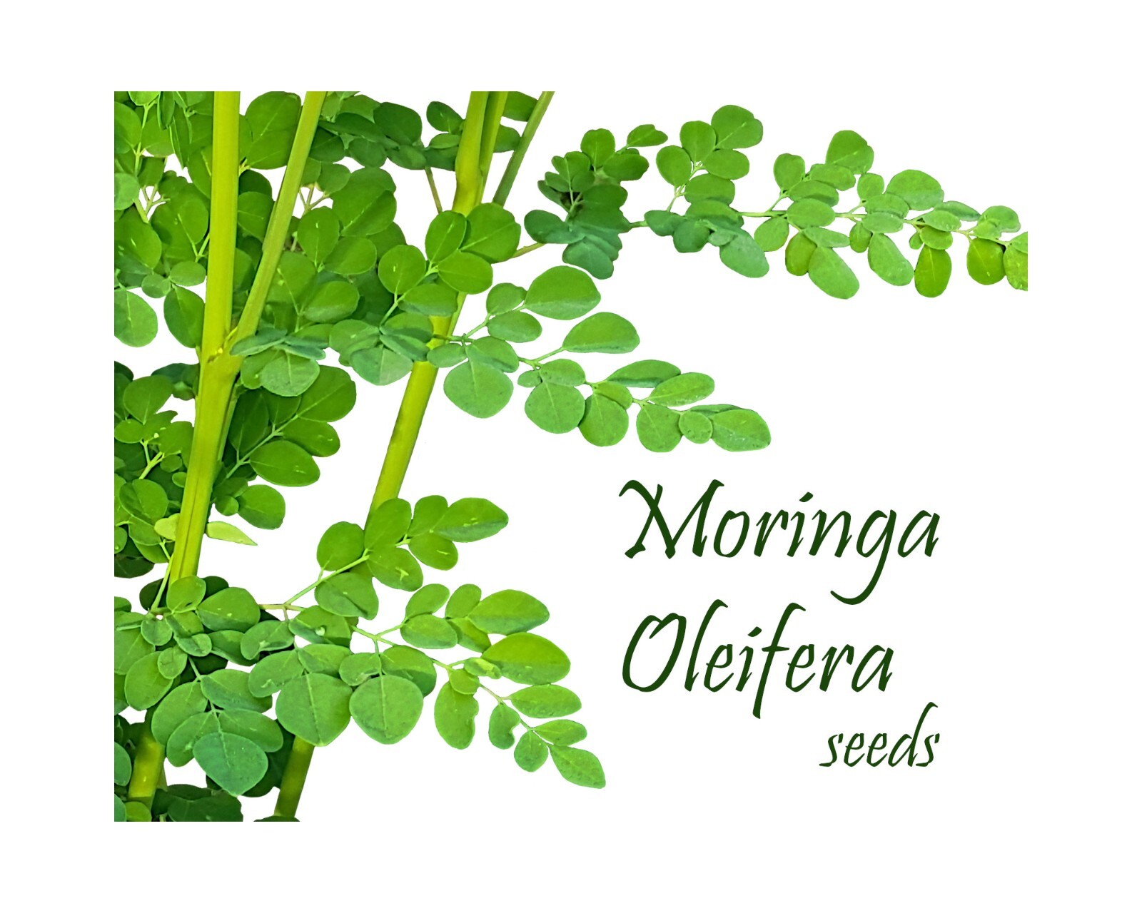 Morninga Oleifera. 30 Seeds. Heirloom. Harvest as it grows! Drumstick Tree Bush