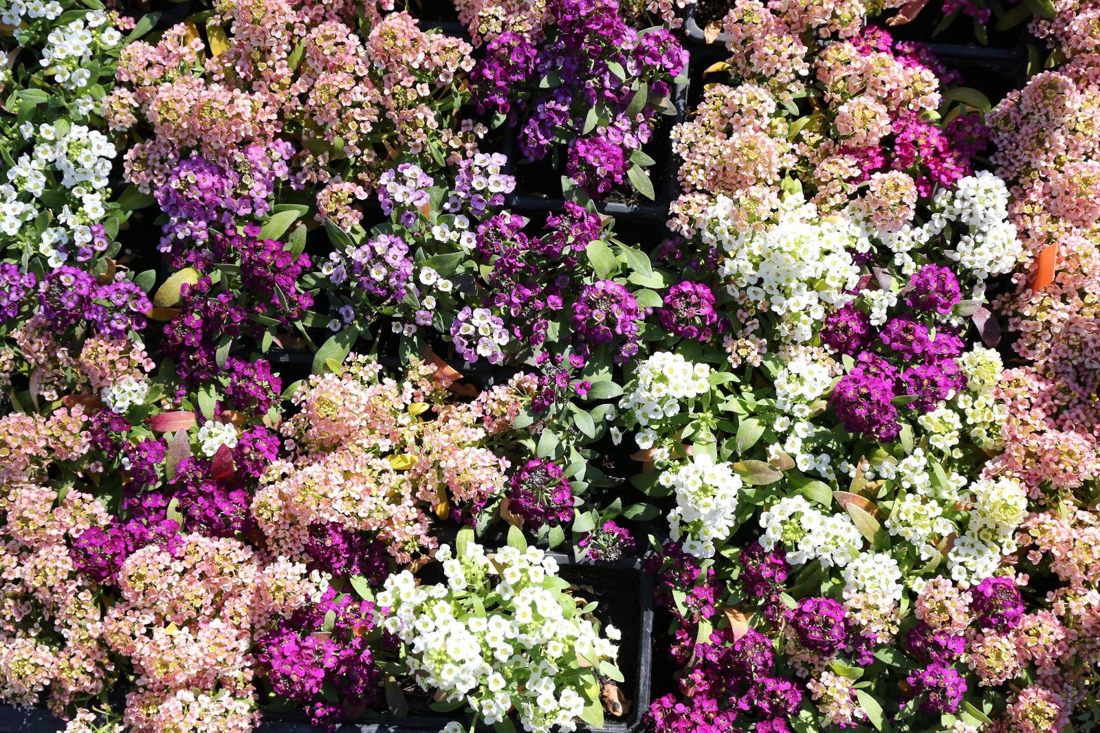 500 Sweet ALYSSUM PASTEL CARPET MIX Lobularia Maritima Flower Seeds *Comb S/H