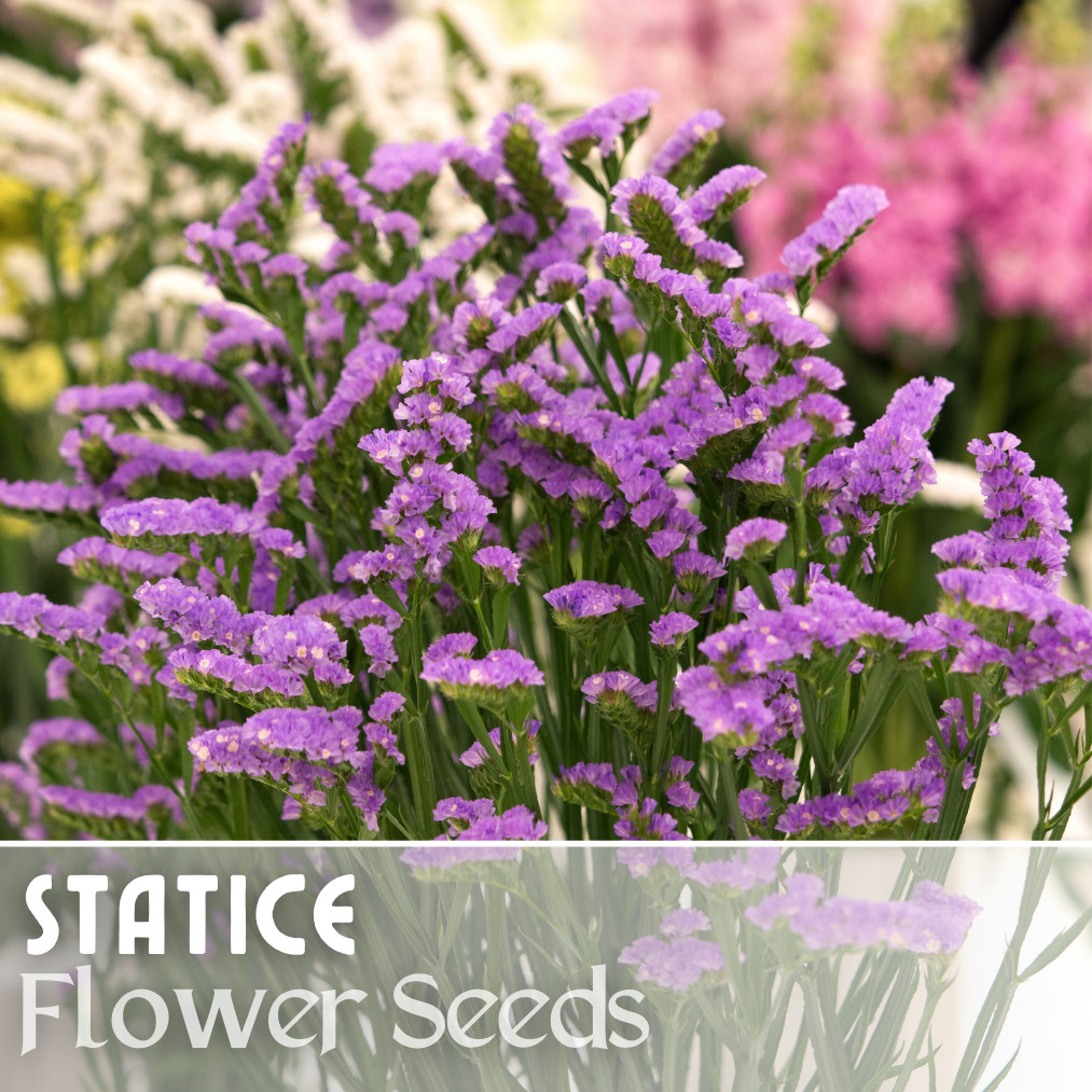 Statice Seeds – 85 Seeds – Garden Bloom Flower Seed Flowers Garden Limonium