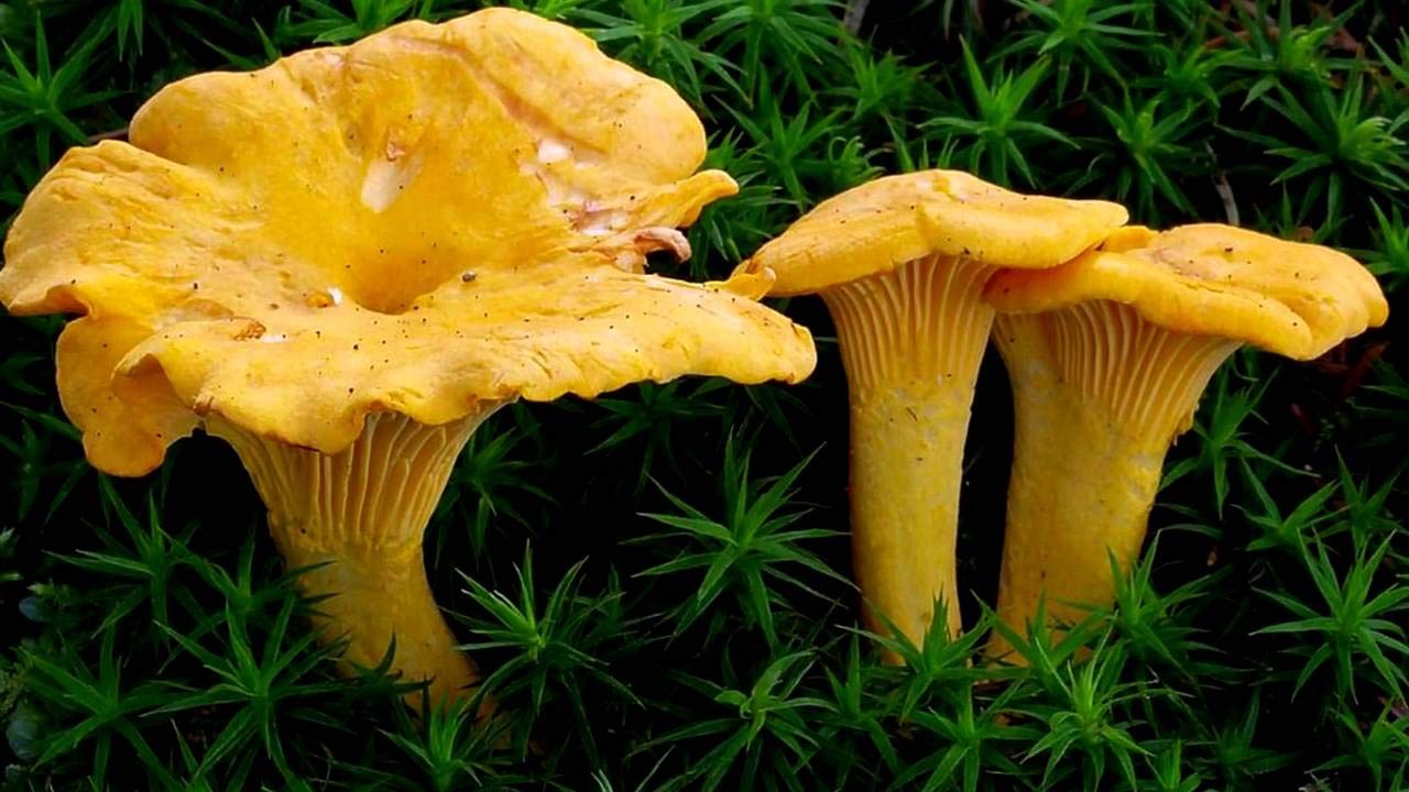 Seeds Yellow Chanterelle Mushrooms Mycelium Spawn Dried Spores for