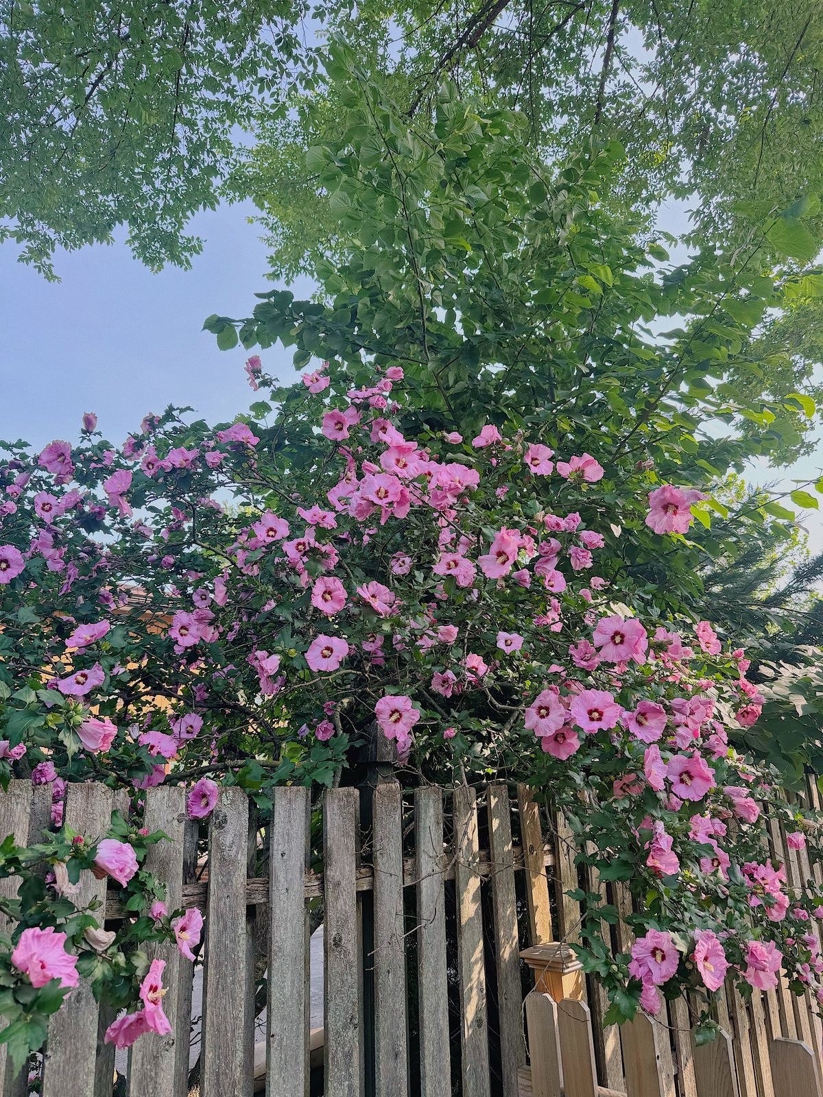 500+ Rose of Sharon (Hibiscus Syriacus) Flower Fresh Seeds . Mixed Colors