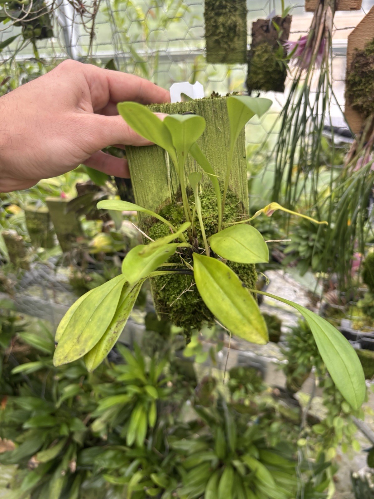Masdevallia exquisita XL in SPIKE miniature Orchid Species