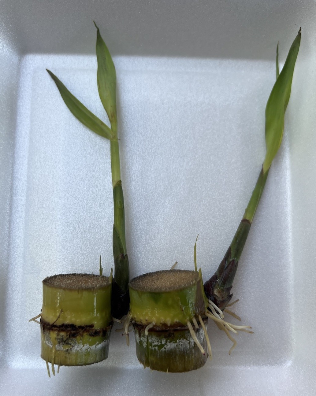 2 Sugarcane Cutting Sweet Live Plant Ready To Plant