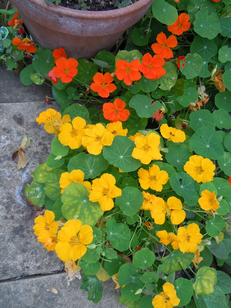 30 SEEDS – nasturtium JEWEL MIX EDIBLE FLOWER GroCo – BUY ANY 15=FREE SHIPPING