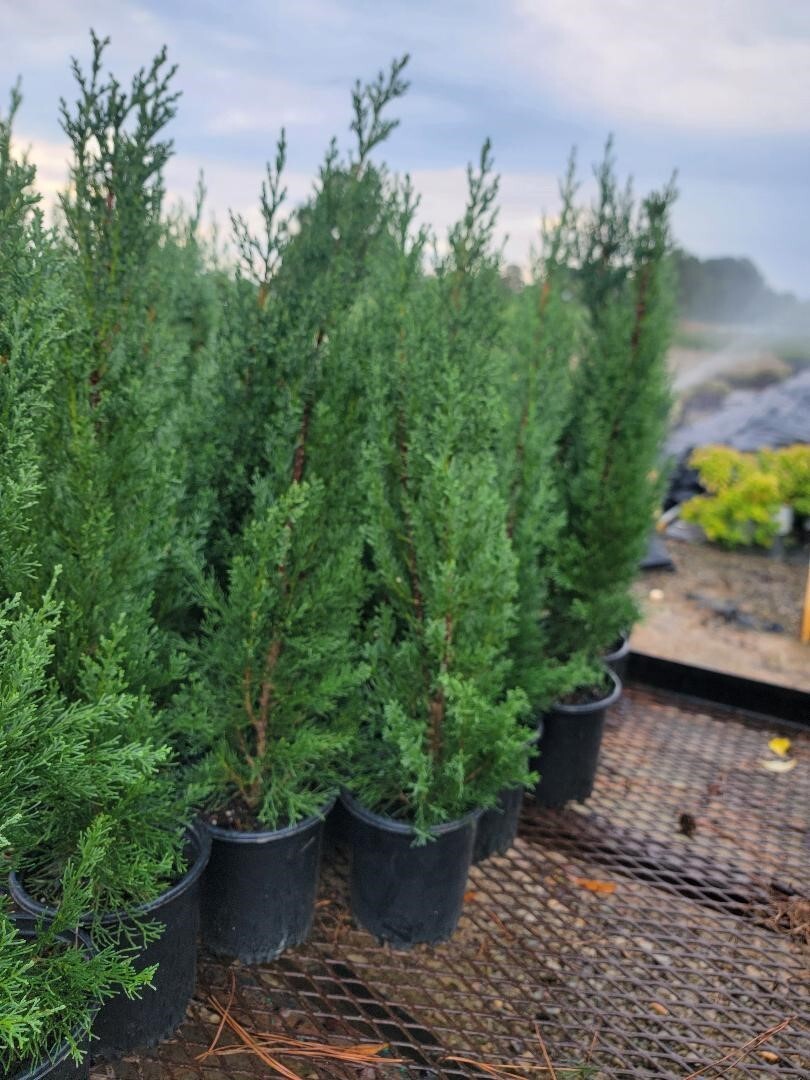 Italian Cypress ( Cupressus ) Tree – Live Plant – ( 2.5 QT )