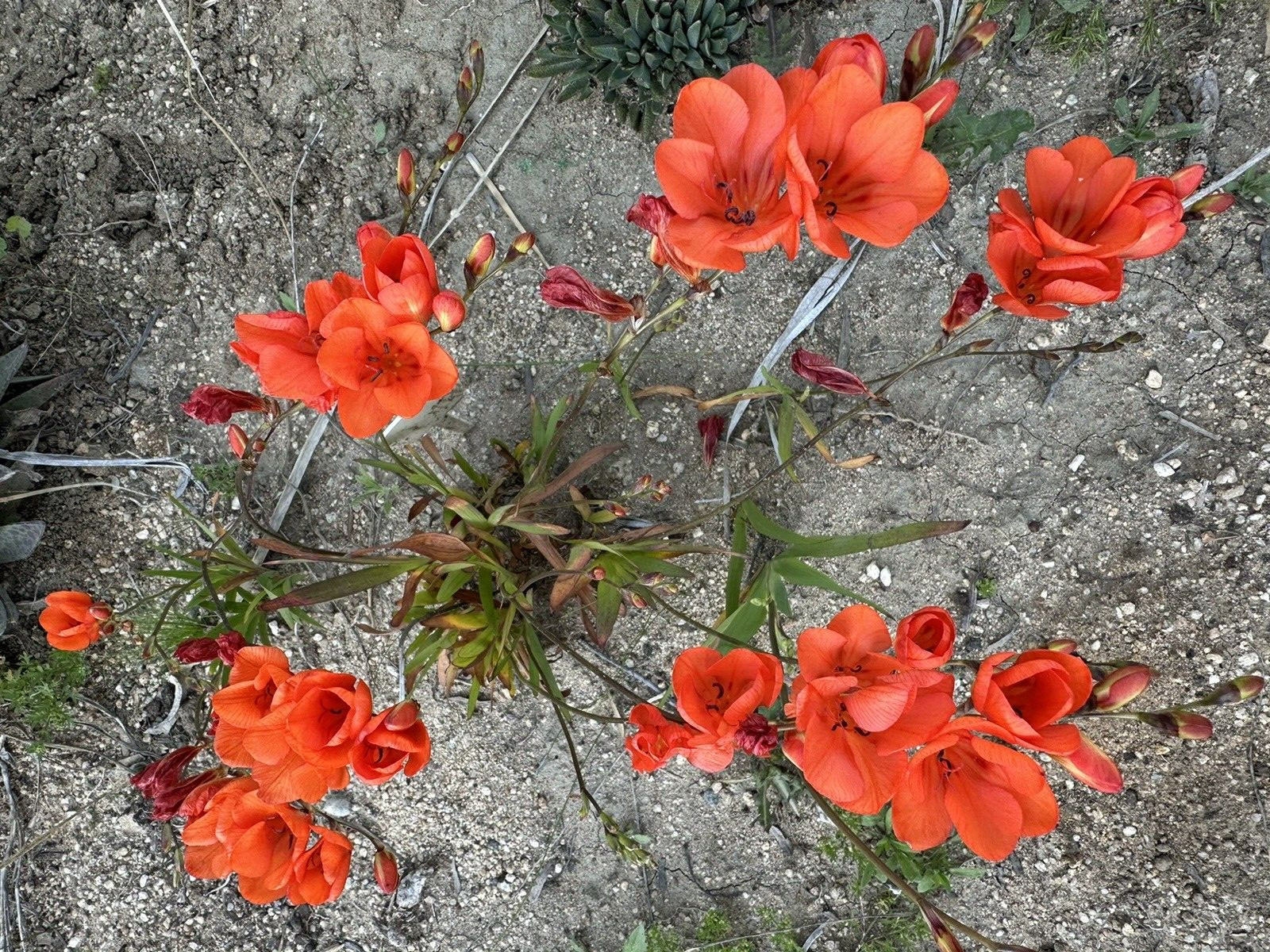 Tritonia Duesta rare 10 fresh 2024 harvested seeds Winter / spring Flowers