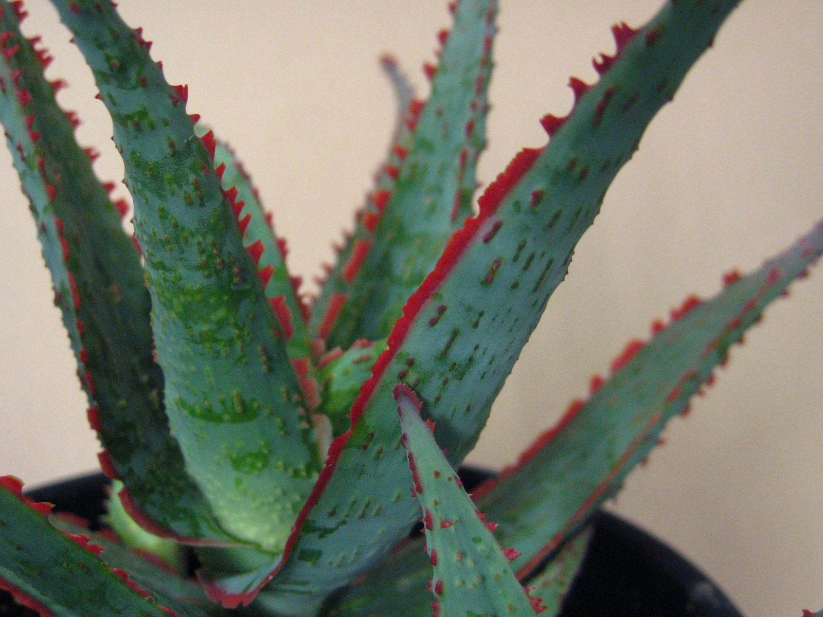 Aloe “Dracula’s Blood” Hybrid — Rare Succulent With 4 Offsets SUMMER SALE!!