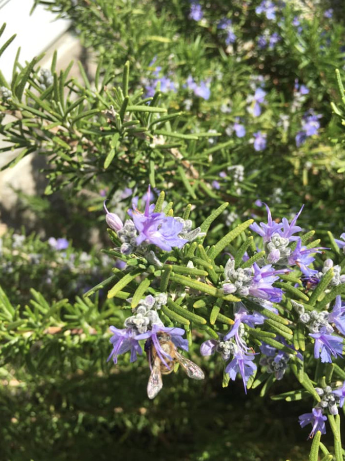 3 Tuscan Blue Rosemary Plants Live, 3–5″Tall, Evergreen Garden Herb, Ship No Pot