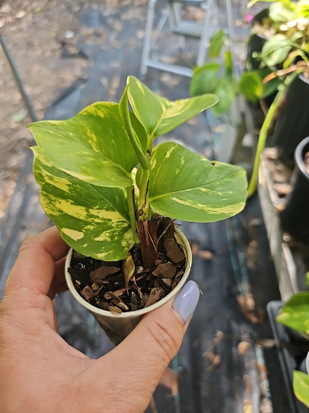 GIANT Variegated Golden Pothos Climbing hawaiian Live Plant Rooted 2,5″ Pot