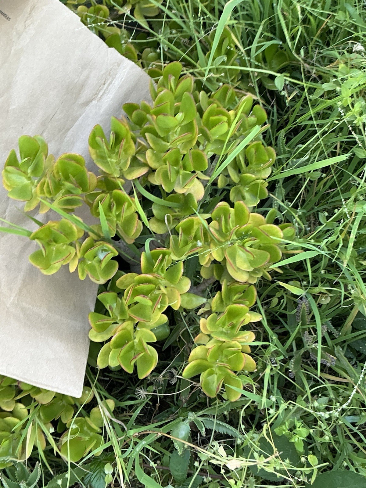 Healthy lush green Crassula Ovata Jade Plant cluster, Rooted 19” tall with roots
