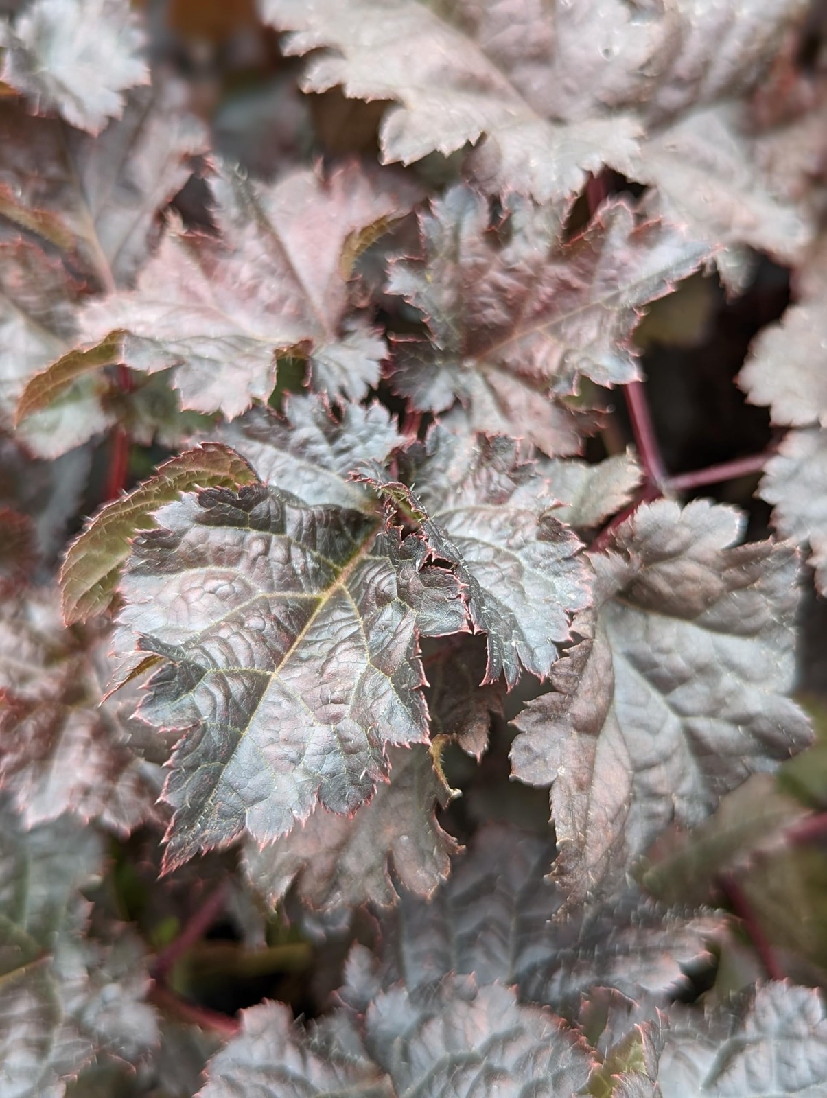 Live Plant from – Proven Winners, Astilbe ‘Dark Side of The Moon’, Pink Flowe…