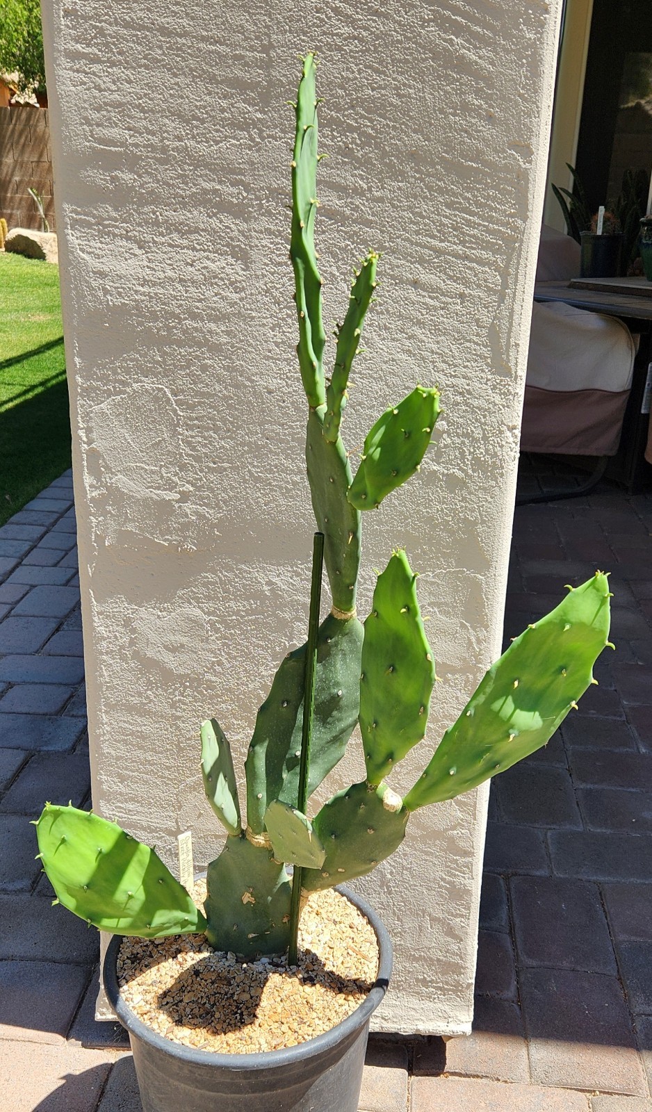 Opuntia Dillenii Beach Prickly Pear Cactus Sand Key Beach FL Pad Cutting (1)