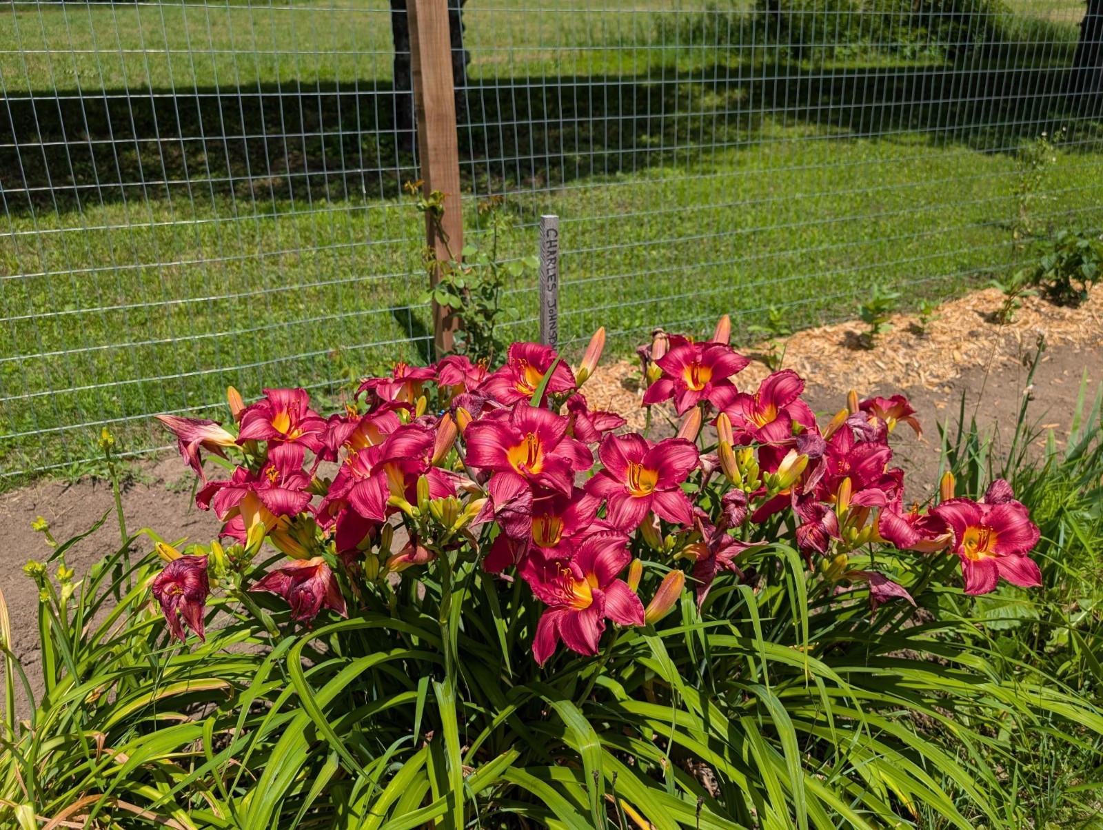 DAYLILY CHARLES JOHNSTON Cherry red with green throat – 2 Fans