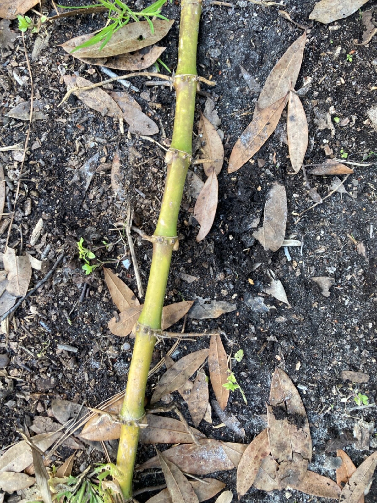 LIVE Phyllostachys vivax rhizomes X15 Chinese timber) FreeShipping4doubleorders