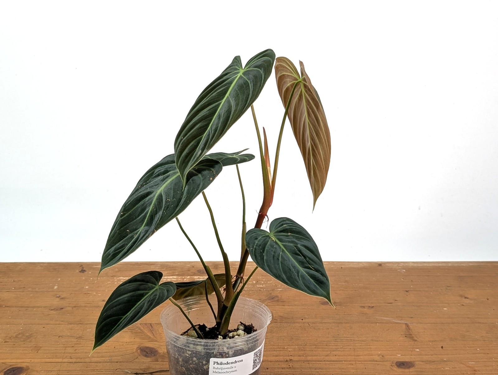 Philodendron Rubrijuvenile x Melanochrysum (Hybrid)