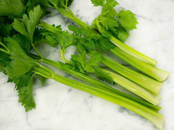 1000+ Tendercrisp Celery Seed, Heirloom NON-GMO Fresh Seeds FAVORITE & FLAVORFUL