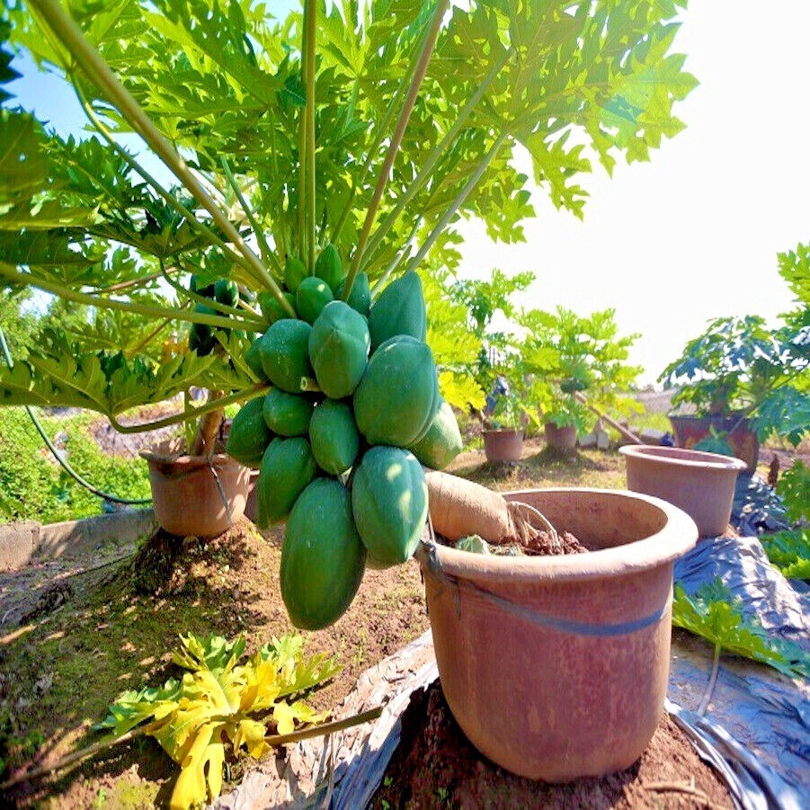 20 “DWARF SOLO WAIMANALO” (Carica Papaya) Fruit Tree Seeds Fast Houseplant