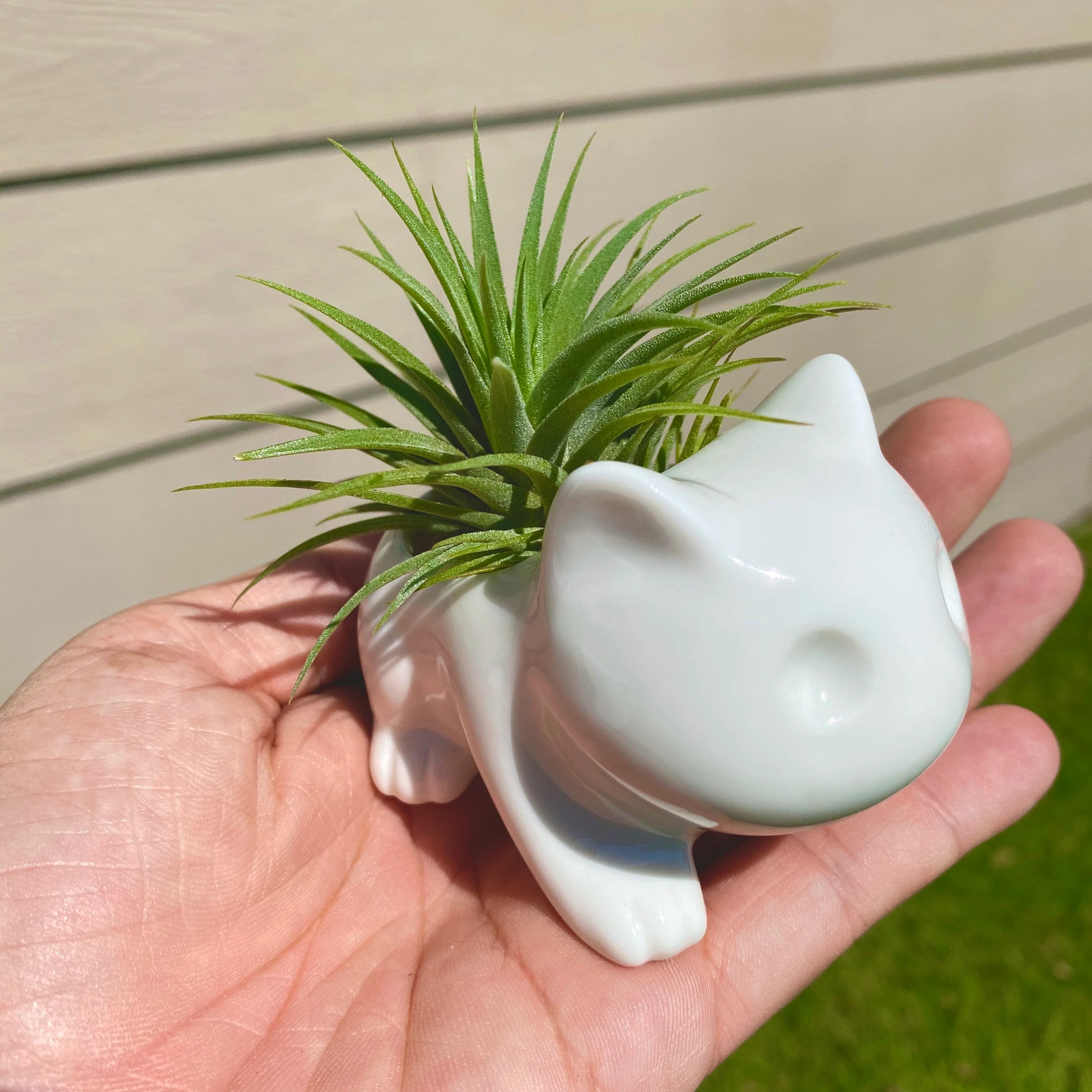 Bulbasaur Planter br (Includes Drainage Hole For Non Air Plants)