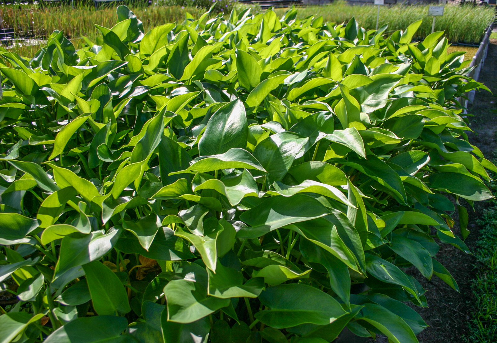 Live Arrow Arum Winter Hardy Aquatic Marginal Pond/Bog Plant