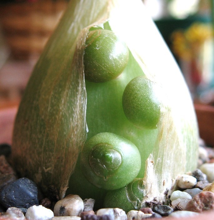 ONE SEEDLING Pregnant Onion ornithogalum caudatum rare succulent bulb False Sea