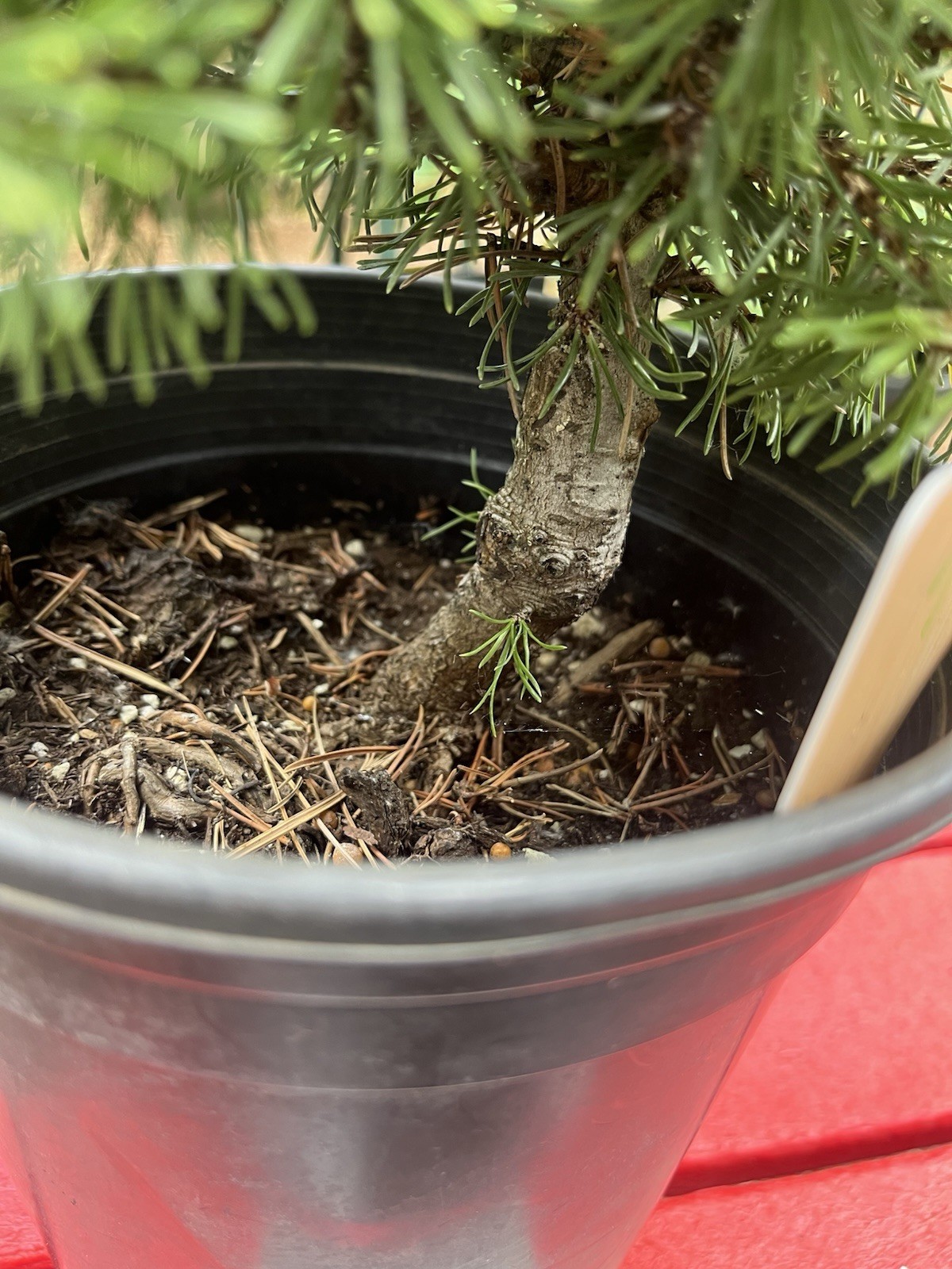 Slowmound Mugo Pine “Pinus Mugo” Pre-bonsai