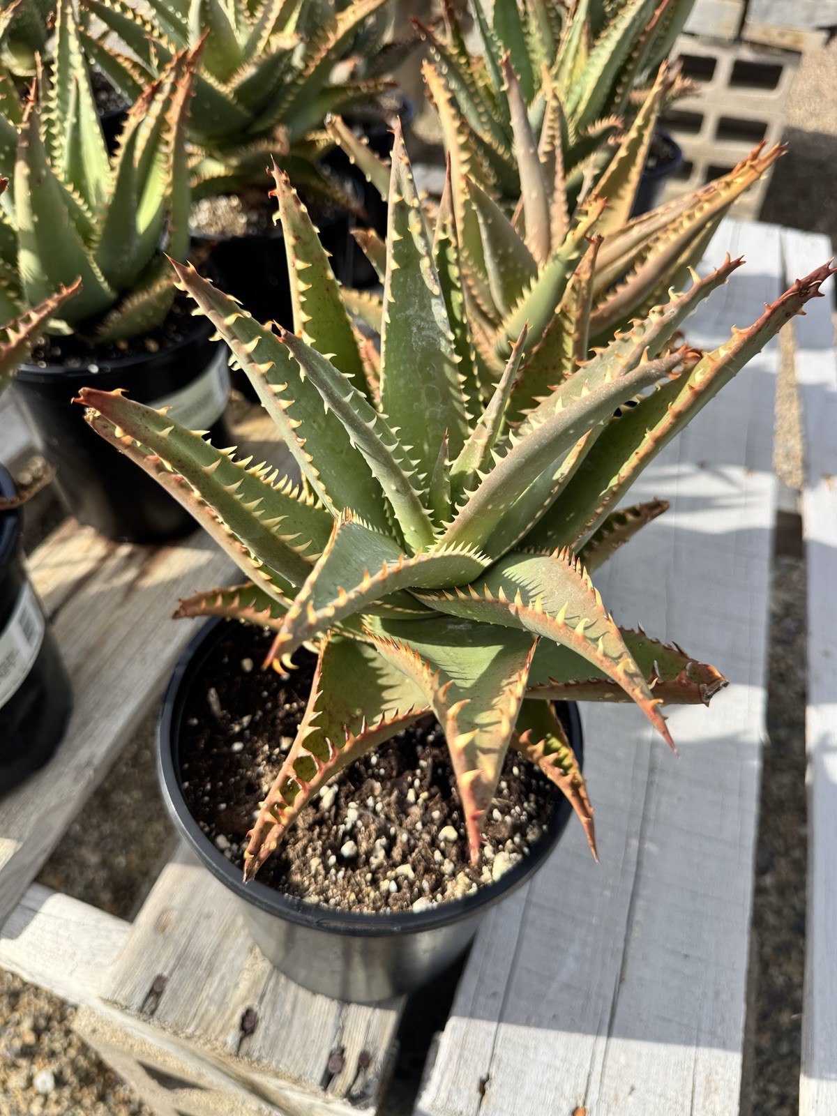 Aloe Allosaurus- 1 Gallon Pot