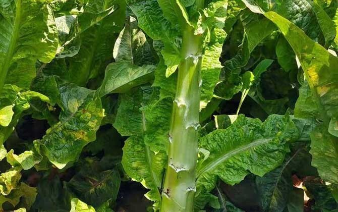 RARE✿ Back in Stock! Heirloom Green Celtuce/Wosun/Asparagus Lettuce 50+ Seeds