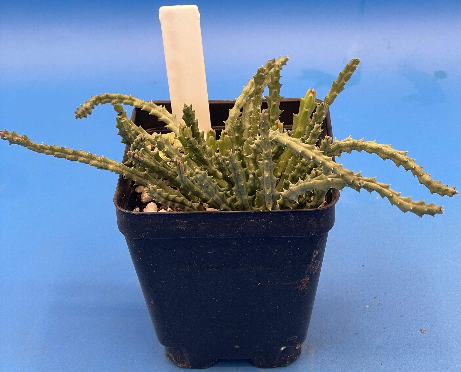 Orbea Pulchella – Rooted in 3.5″ Pot – Rare – Carrion Flower
