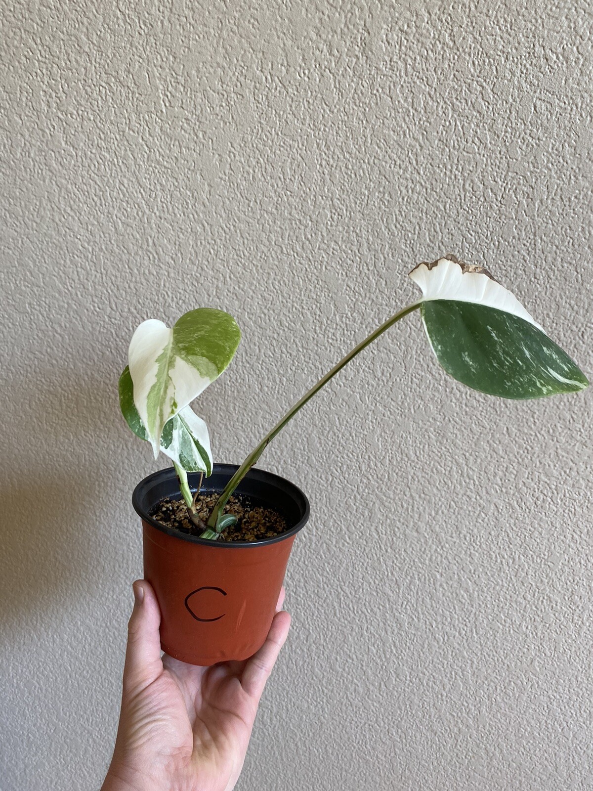 Variegated Monstera Albo Borsigiana – See Description – Available: A, B, D, E