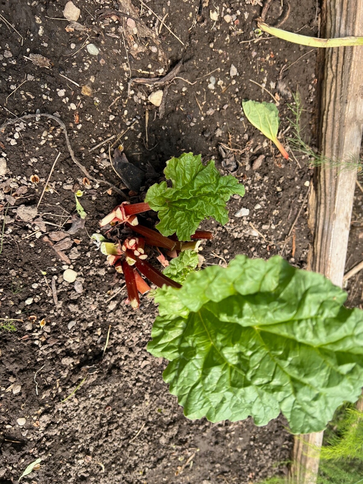 RHUBARB VICTORIA, Organic, 1 Plant / Crown, Freshly dug as ordered.