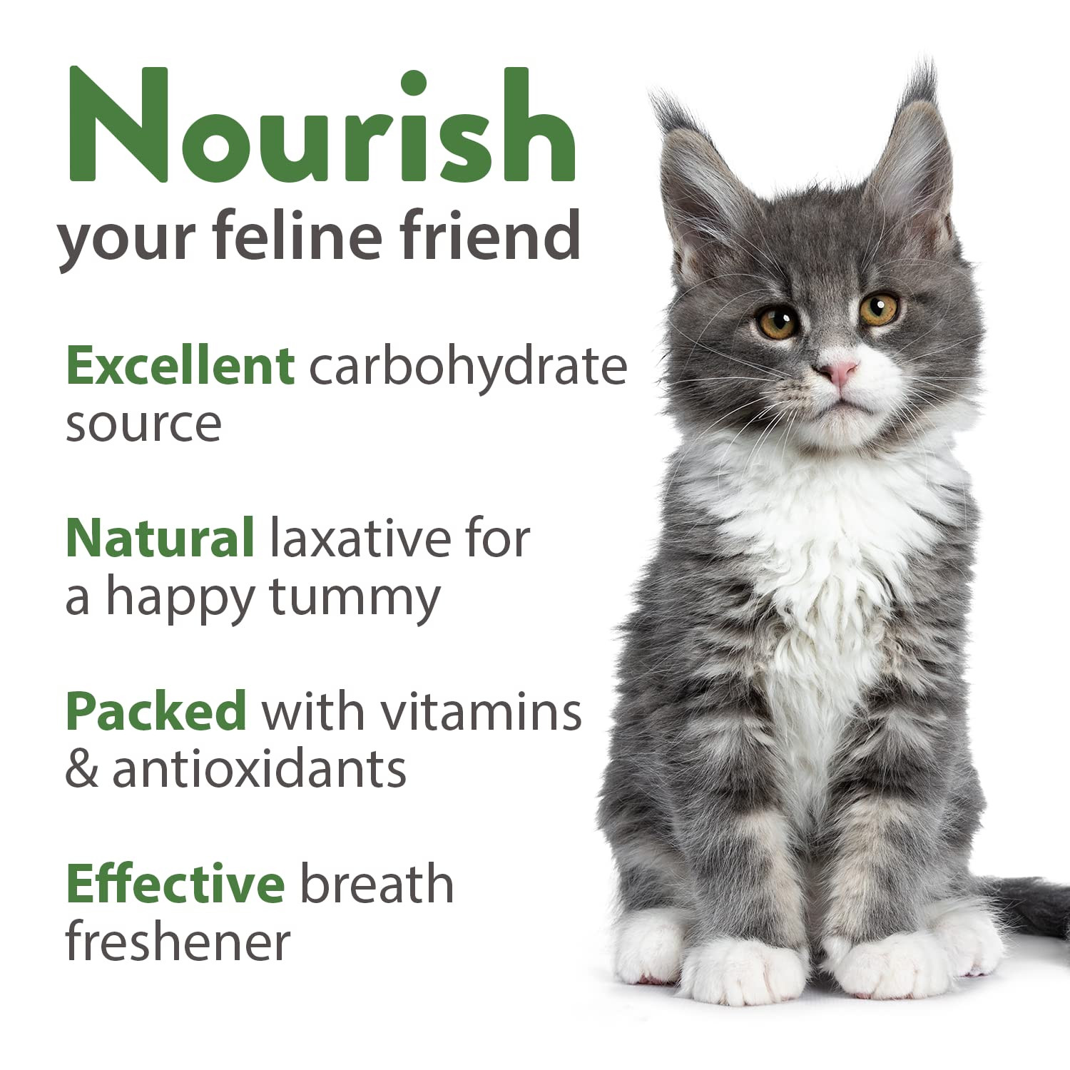 3200+ Cat Grass Seeds – Catnip Seeds, Alfalfa Seeds, Oat Seeds, and Oat & Bar…