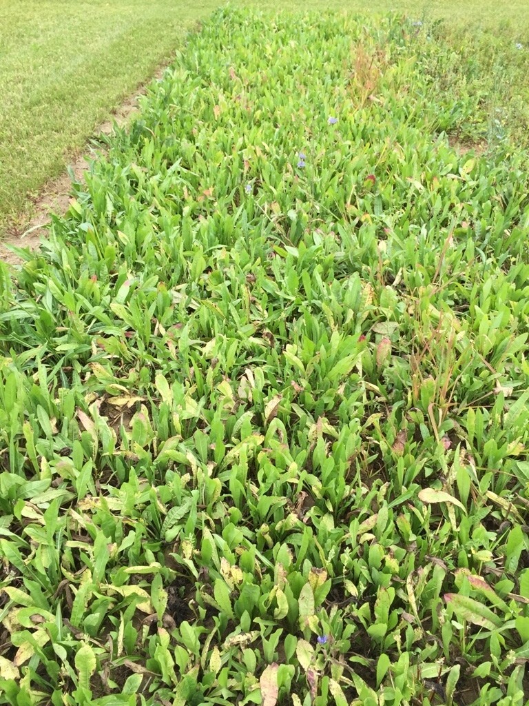 Endure Chicory Food Plot Seed 4lb Bag Easy Growing Food Plot Grazing For Deer