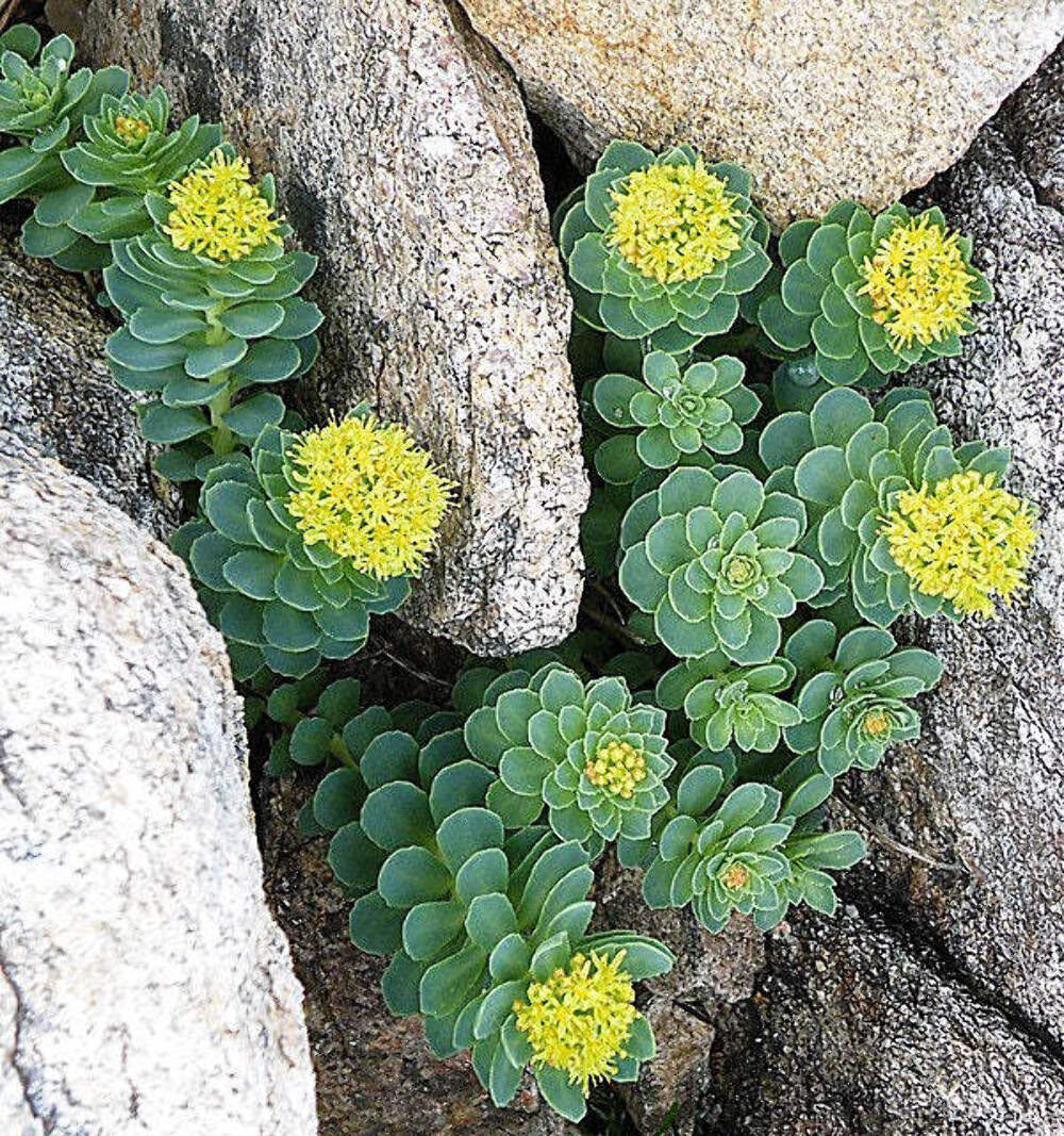 25 ROSEROOT STONECROP Golden Rose Root Sedum Rhodiola Rosea Yellow Flower Seeds