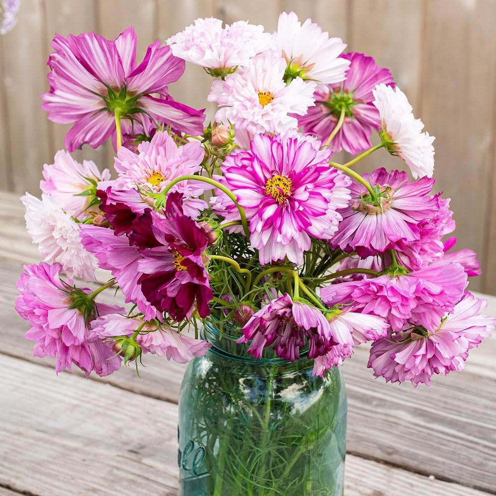 Perennial Cosmos Mixed Seeds 2000+ Non-GMO Vibrant Colors – Attracts Pollinators