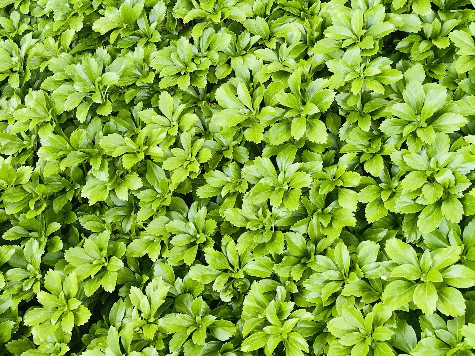 100 Japanese Pachysandra plants evergreen ground cover low maintenance